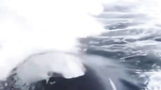 Adrenaline fishing for orca whales