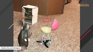 Meet Olive. She'll make you actually like rats