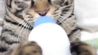 Baby cat hehe