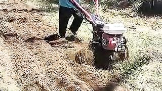 Petani 2