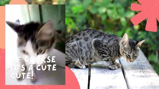 Happy Birth Day My Cat Mumunk