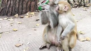 Funny Monkey 6
