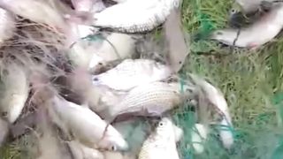 hasil tangkap ikan hari ini