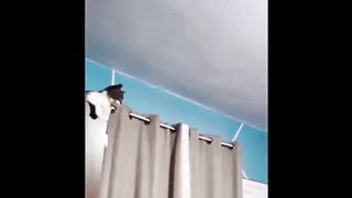 Funniest Cats And Dogs Videos ???? - Best Funny Animal Videos 2024 ????#4