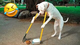 Funny animals - Funny cats _ dogs - Funny animal videos 6