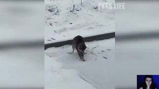 ???? Cats fails compilation, try not to laugh ???? Funny cat videos