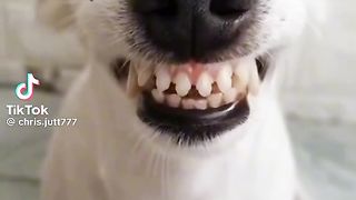 Funny dog 57
