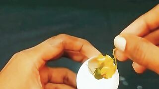 Egg and flowers, experiment, tiktok