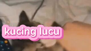 Kucing lucu 64