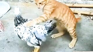 cat and chicken friendship