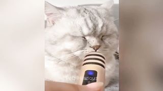 You Laugh You Lose ???? Funniest Cats and Dogs Videos
