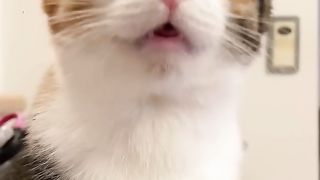 Cute Cats & Funny Cats ???????????????? #cats #shorts #viral #pets #mmvcats 3