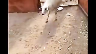 The_end_????????__3_#funny_#fail_#viralvideo_#shortsfeed(360p).
