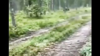 Intelligent rabbit