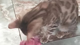 Большая добыча маленького леопарда