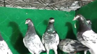 Beautiful pigeon breeder pair best flying 20