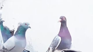 Beautiful pigeon breeder pair best flying 21