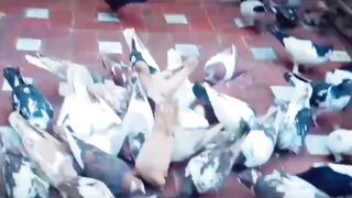 Beautiful pigeon breeder pair best flyingby
