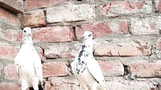 Beautifulpigeon breeder pair