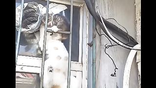 The cat deftly carries the kitten to the roof