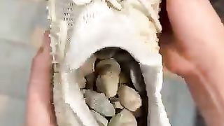 Le_moyen_le_rapide_pour_nettoyer_votre_chaussure !????????_#damus_#tiktok_#comedy_#shorts(360p).