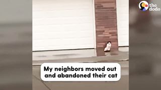 Woman Watches Her Neighbors Abandon Their Cat