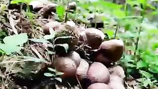 Кто знаеть как называются эти грибы ??