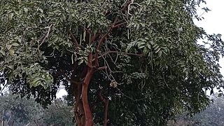The most spectacular garden decoration for purity and meditation ????