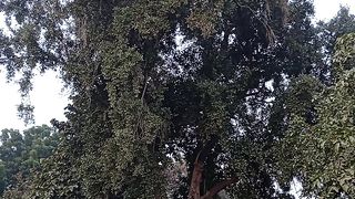 It's big tree view for meditation and yoga practice ????