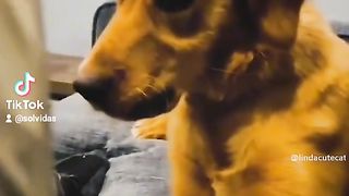 Funny animals 141