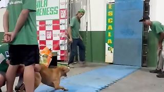 DeuHachi San Hachi  certo !.
