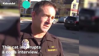Funny Cat Interrupts Interviews