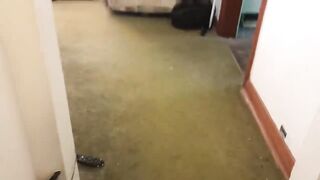 Dog fakes injured leg but recovers when suggested cannot go for walk