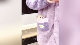 New Funny Animals ???? Funniest Cats and Dogs Videos ???????? Part 1 2