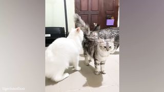 collection of cute cats