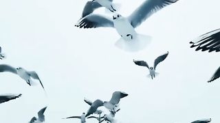 VID_35981108_093221_386
