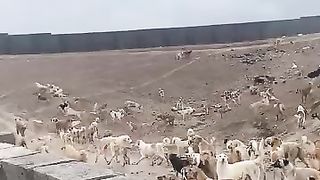 Стая собака вот это да