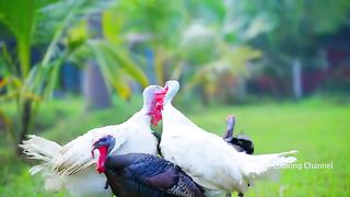 TURKEY GRILL | Full Turkey Grill Recipe Cooking In Village | Grilled Recipe