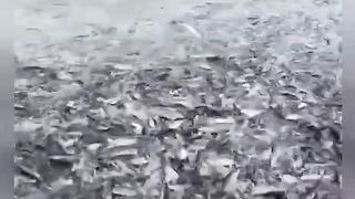 Fish waves