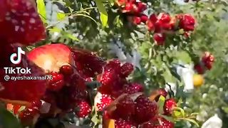 best video3b40853c328d698178b9f36c36926754.