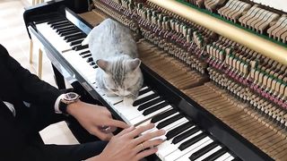 Brahms' Lullaby for Meow - Lunch Dream of Haburu