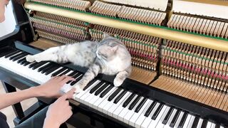 Best lullaby for meow (Meowssage) #2