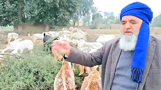 What about goats