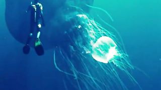 Scary footages found under the ocean depths
