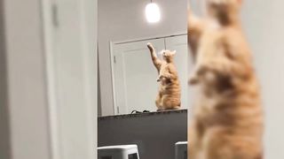 Funniest Cats and Dogs Videos ???????? || ???????? Videos Hilarious Animal Compilation #5