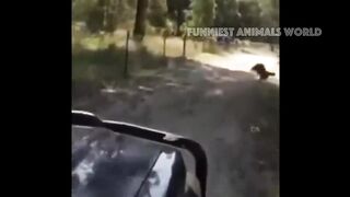 New Funny Videos ???? Cutest Cats and Dogs ????????