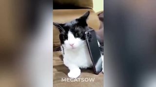 You LAUGH You RESTART???????? | Funny Cats Videos 2024????