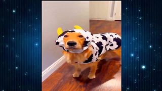 New Funny Videos 2024 ???? Funniest Cats & Dogs Videos????????