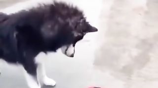 Video 450