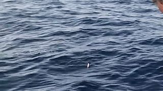 pending-1705105288-Sea Fish Catching